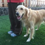 Guide or Service Dog